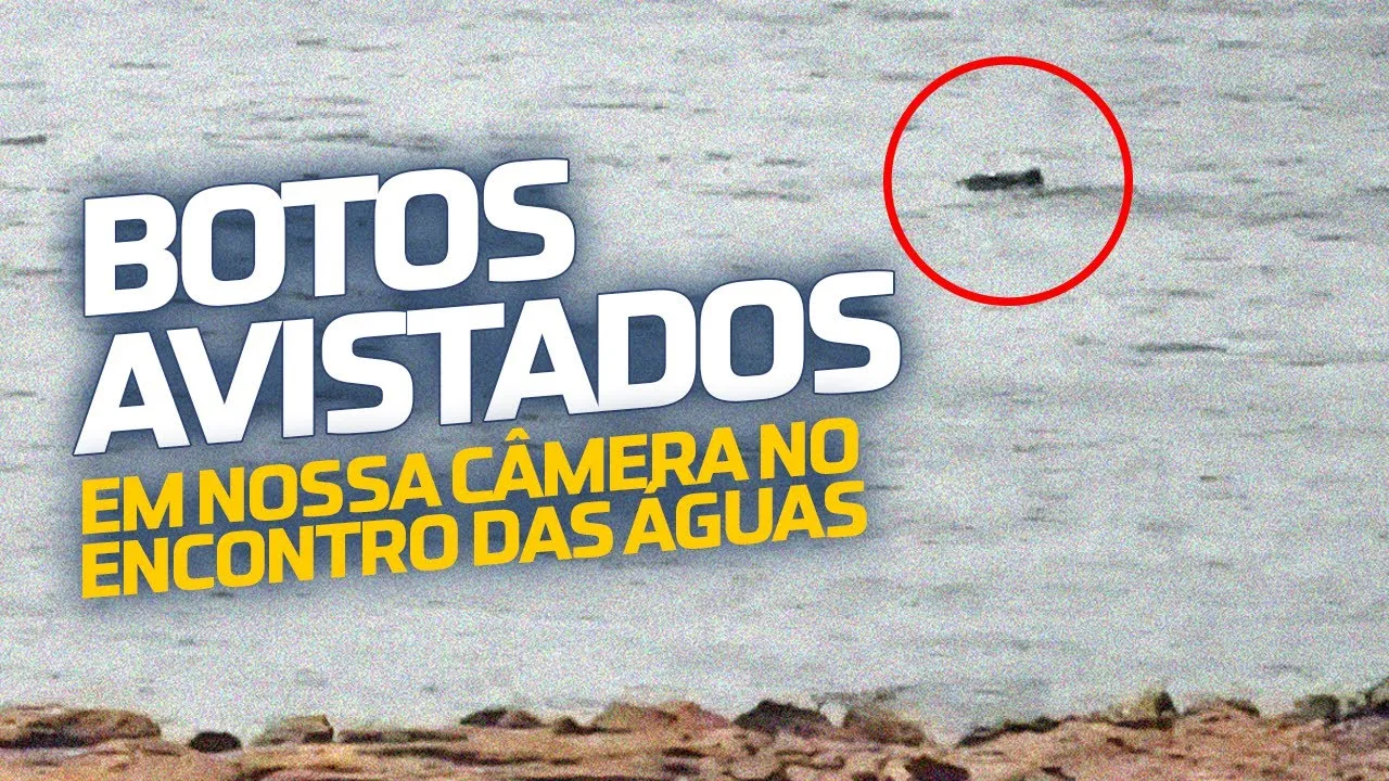 Imagem da câmera do Encontro das Águas com um círculo vermelho destacando um boto na superfície do rio