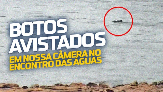 Imagem da câmera do Encontro das Águas com um círculo vermelho destacando um boto na superfície do rio